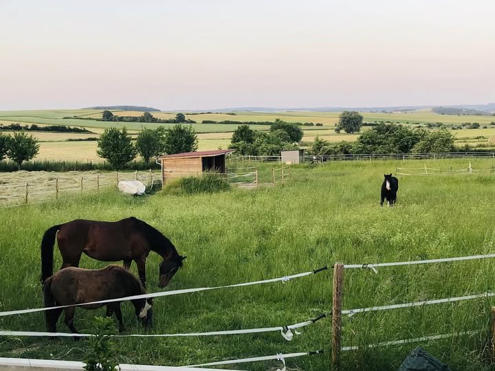 Delphine en balade à cheval dans les paysages de Moselle, près de Thionville